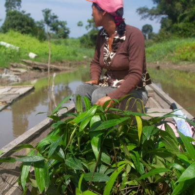 Reforestation in Peru